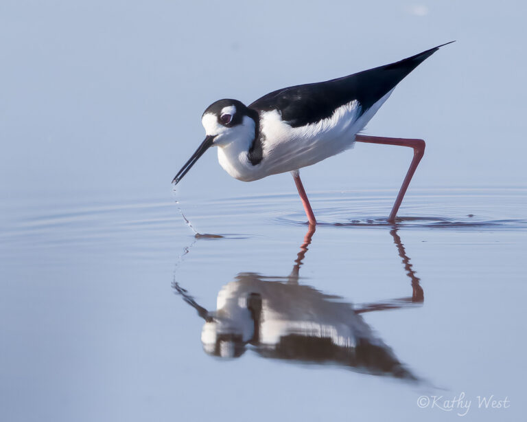 BlackNecked stilt, Consumnes River Preserve