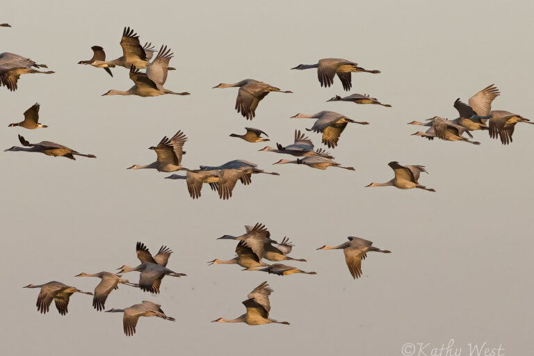 Sandhill cranes and Aleutian Canada geese