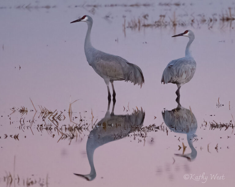 Sandhill cranes, evening landing, Consumnes River Preserve