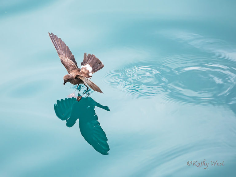 Wilson’s Storm petrel (Oceanites oceanicus) “dancing” on water to forage