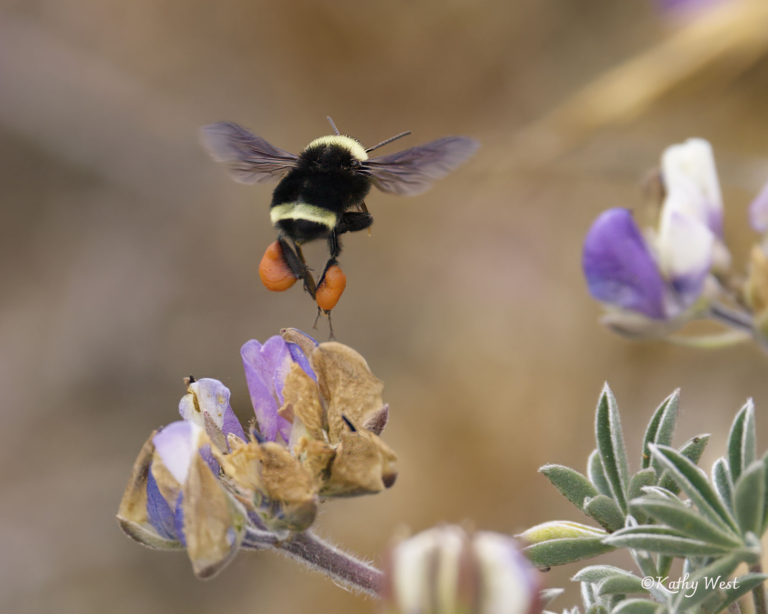 Yellow faced bumblebee (Bombus vosnesenskii) loaded with pollen, with lupine (lupinus) flowers