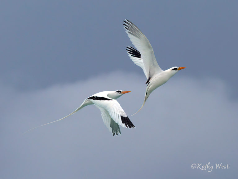 White-tailed Tropicbird pair in flight (Phaethon lepturus). ©Kathy West