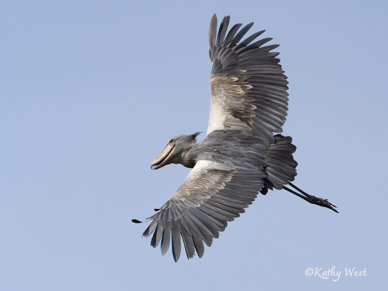 Shoebill stork (Balaeniceps rex), Mabamba Swamp, Uganda. ©Kathy West