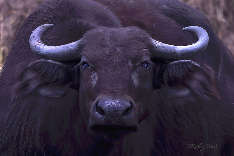 African buffalo (Syncerus caffer), Queen Elizabeth National Park, Uganda. ©Kathy West