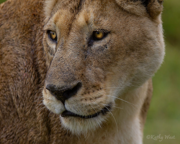 African lioness (Panthera leo leo), Ngorongoro Crater, Tanzania. ©Kathy West