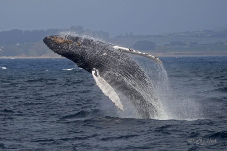 Humpback whale (Megaptera novaeangliae) breaching, Monterey Bay, California. ©Kathy West