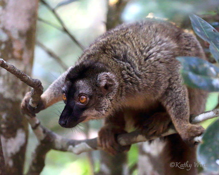 Common brown lemur, (Eulemur fulvus) Ankarafantsika, Madagascar