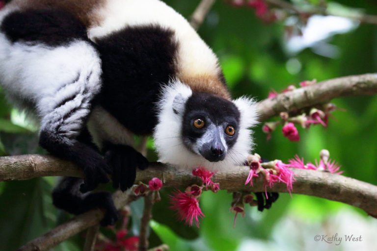 ©KathyWestStudios_primate_gallery80