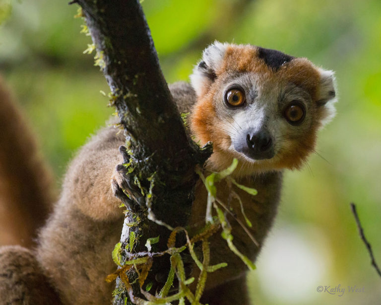 Crowned lemur (Eulemur coronatus), male. Amber Mountain NP, Madagascar