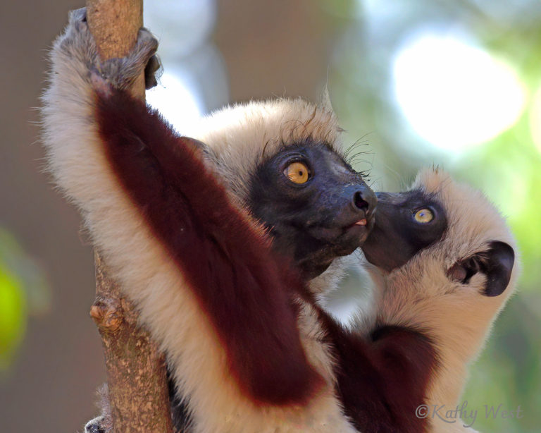 Coquerel’s sifaka (Propithecus coquereli) female and juvenile, Ankarafantsika NP, Madagascar