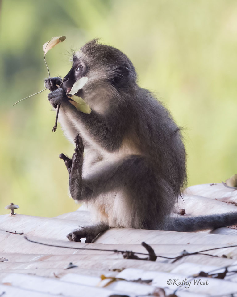 Tantula monkey (Chlorocebus tantalus), Entebbe, Uganda. ©Kathy West