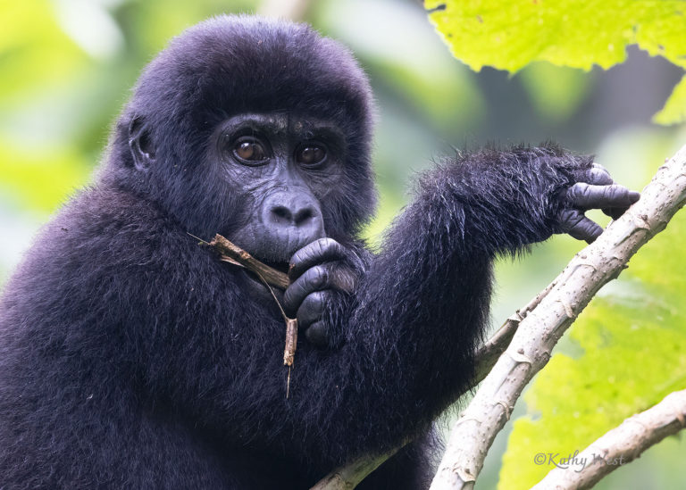 Mountain gorilla (Gorilla beringei beringei), juvenile, Katwe family, Bwindi Impenetrable National Park, Uganda