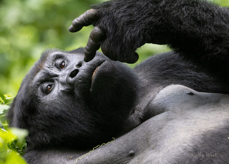 Mountain gorilla (Gorilla beringei beringei), silverback, Katwe family, Bwindi Impenetrable NP, Uganda. ©Kathy West