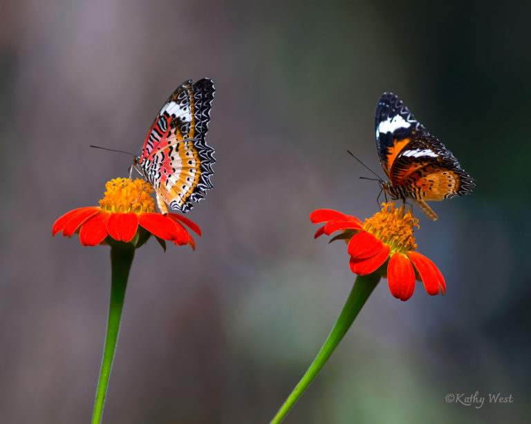 Leopard Lacewing (Cethosia cyane)