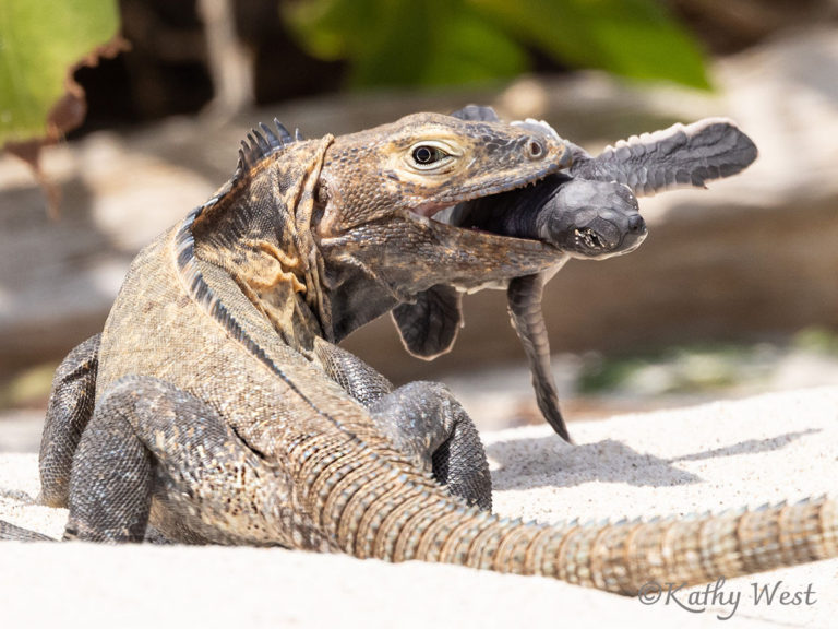 Black Spiny-tailed Iguana (Ctenosaura similis) with green turtle hatchling