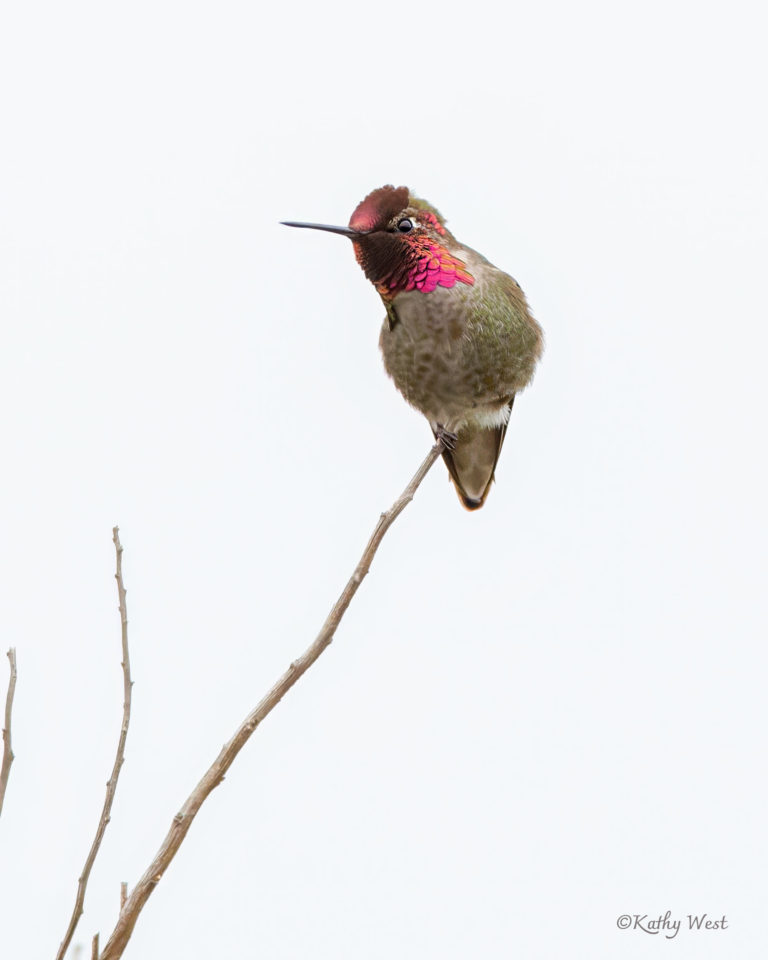 Anna’s hummingbird, Elkhorn Slough, California. ©Kathy West