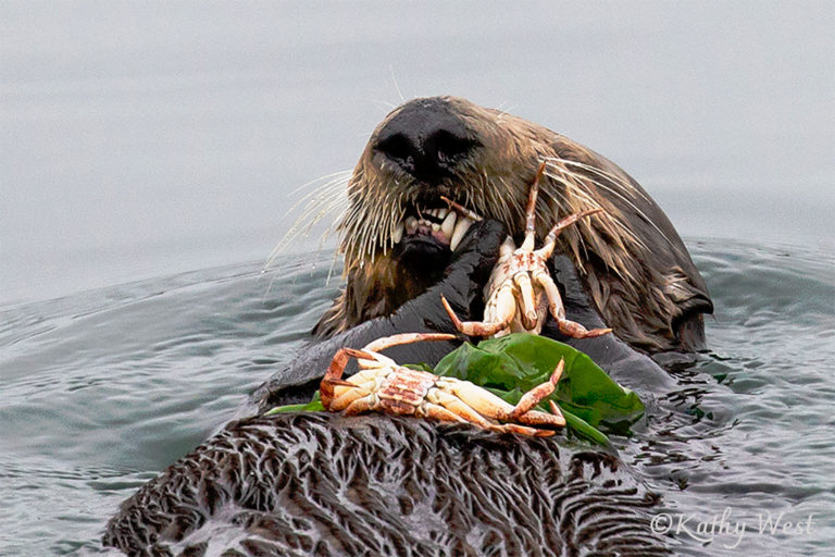 Southern sea otter (Enhydra lutris), Monterey Bay, California. ©Kathy West