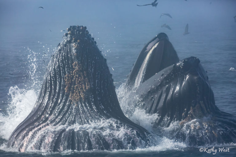 Humpback whales (Megaptera novaeangliae) lunge feeding, Monterey Bay, California. ©Kathy West