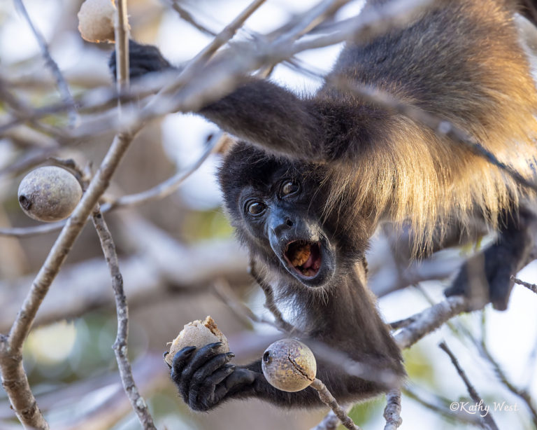 Endangered Azuero Howler monkey (Alouatta coibensis trabeata), Feeding on Genipa americana fruit (Genipapo), Mangofish family, Los Santos, Panama