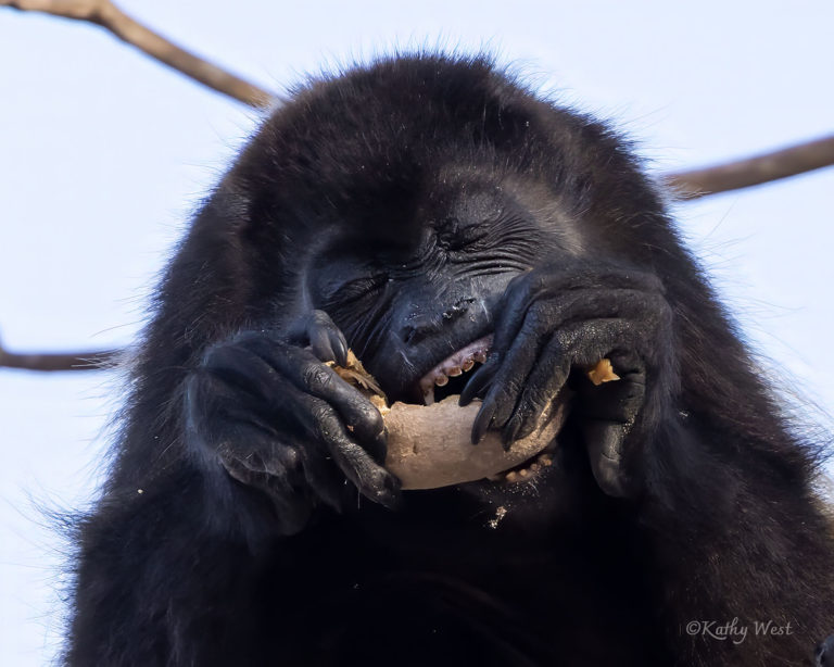 Endangered Azuero Howler monkey (Alouatta coibensis trabeata), Feeding on Genipa americana fruit (Genipapo), from Mangofish Family