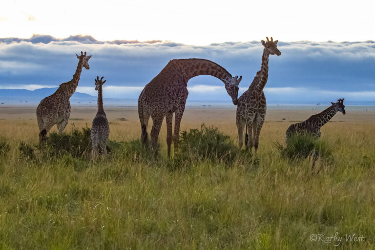 ©KathyWest_mammals2MaasaiMara24