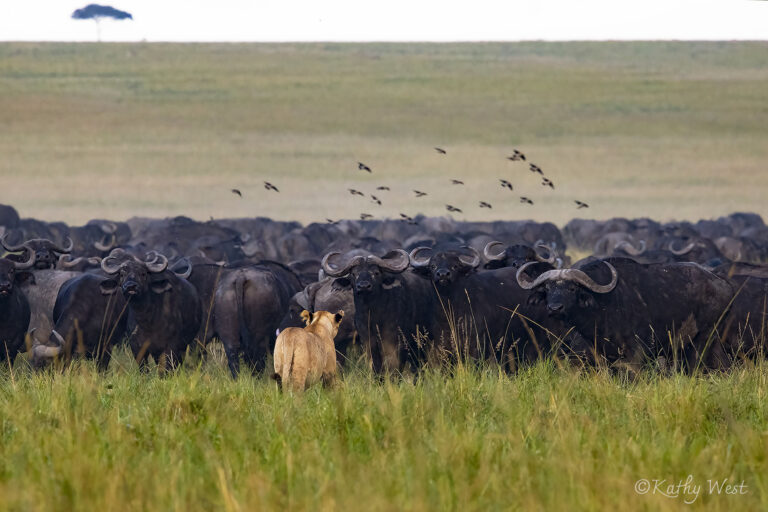 ©KathyWest_mammalsMaasaiMara24