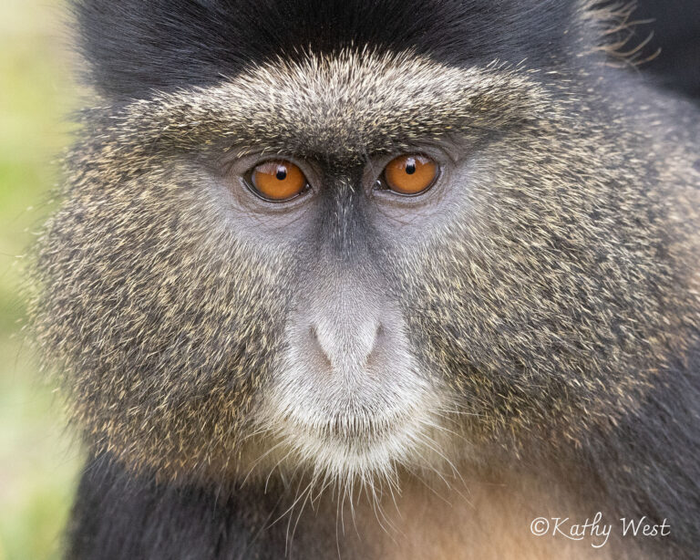 ©KathywestStudios_primate__GoldenMonkey_VolcanoesNP_10