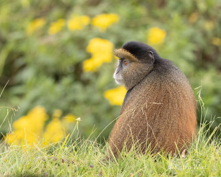 ©KathywestStudios_primate__GoldenMonkey_VolcanoesNP_13