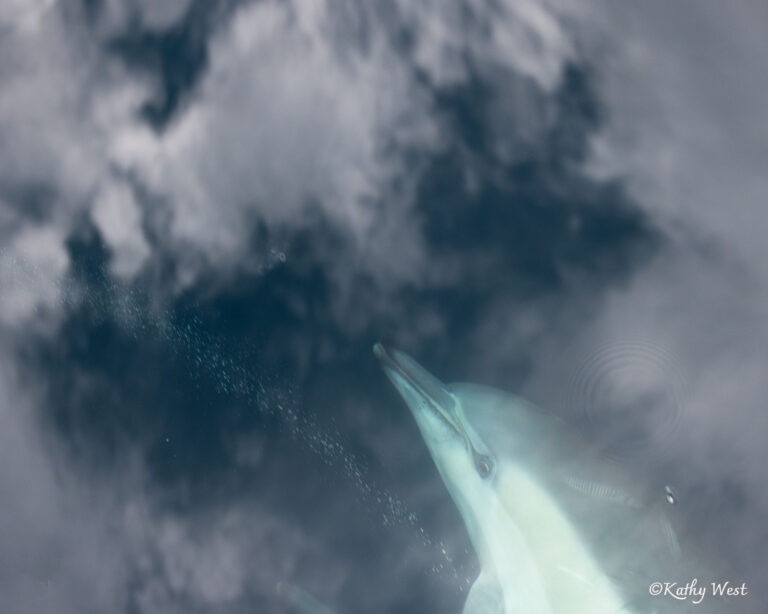 Long beaked Common dolphin (Delphinus delphis), Monterey Bay, California. ©Kathy West