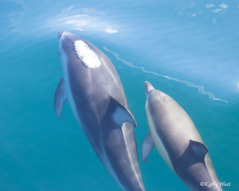 Pacific white-sided (Lagenorhynchus obliquidens) and Long beaked Common dolphin (Delphinus delphis), Monterey Bay, California. ©Kathy West