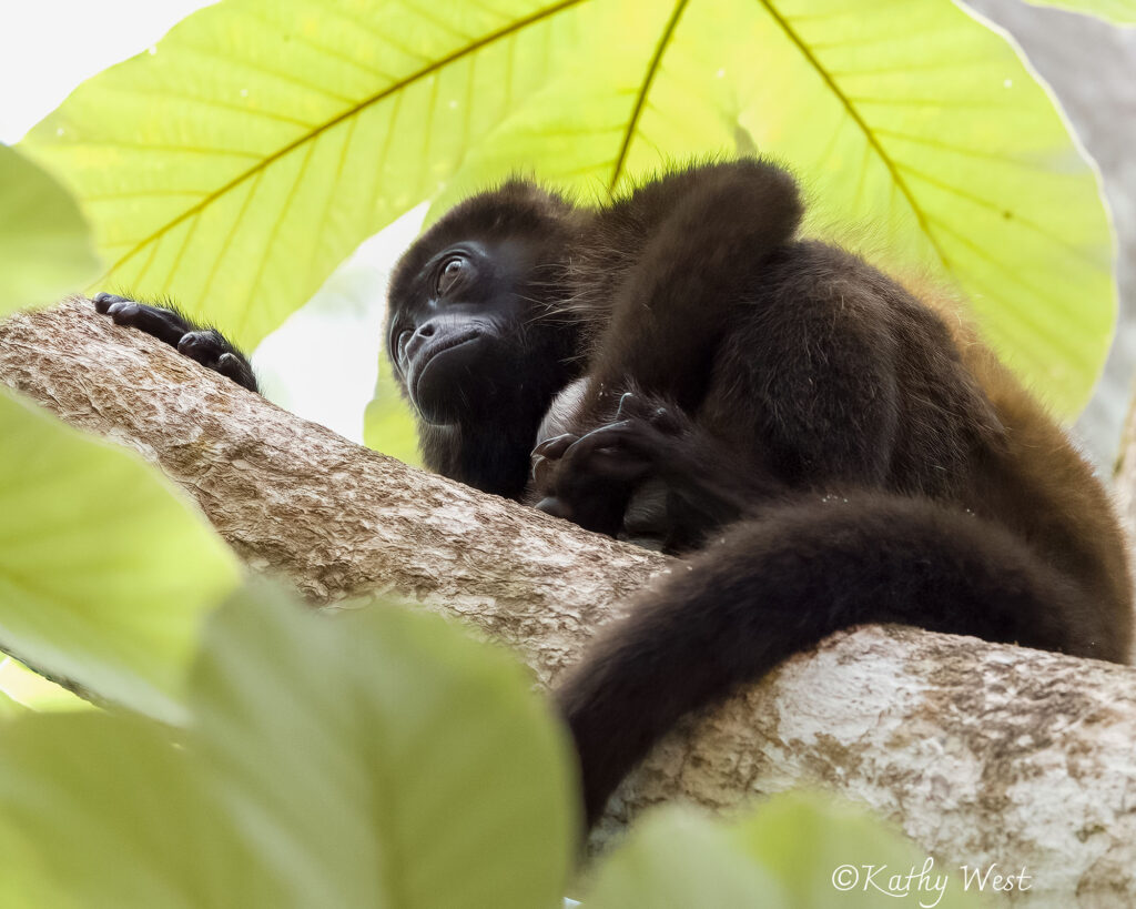 Endangered Azuero Howler monkey (Alouatta coibensis trabeata), Venao, Los Santos, Panamá