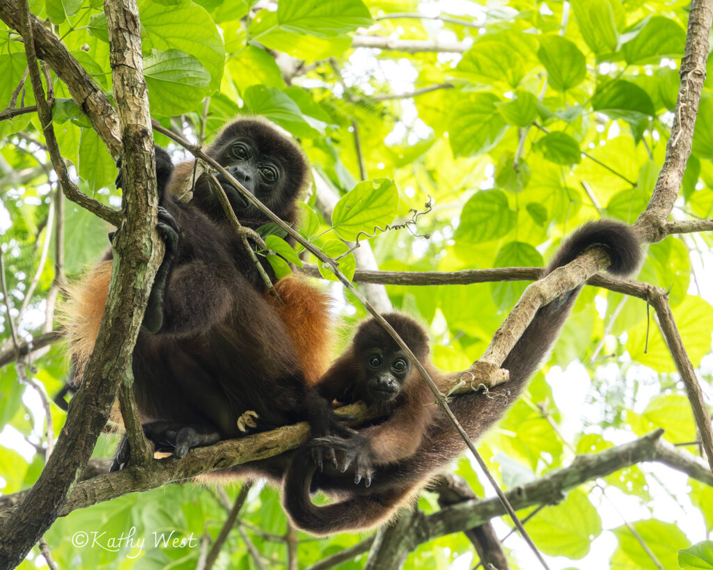 Endangered Azuero Howler monkey (Alouatta coibensis trabeata), Venao, Los Santos, Panamá