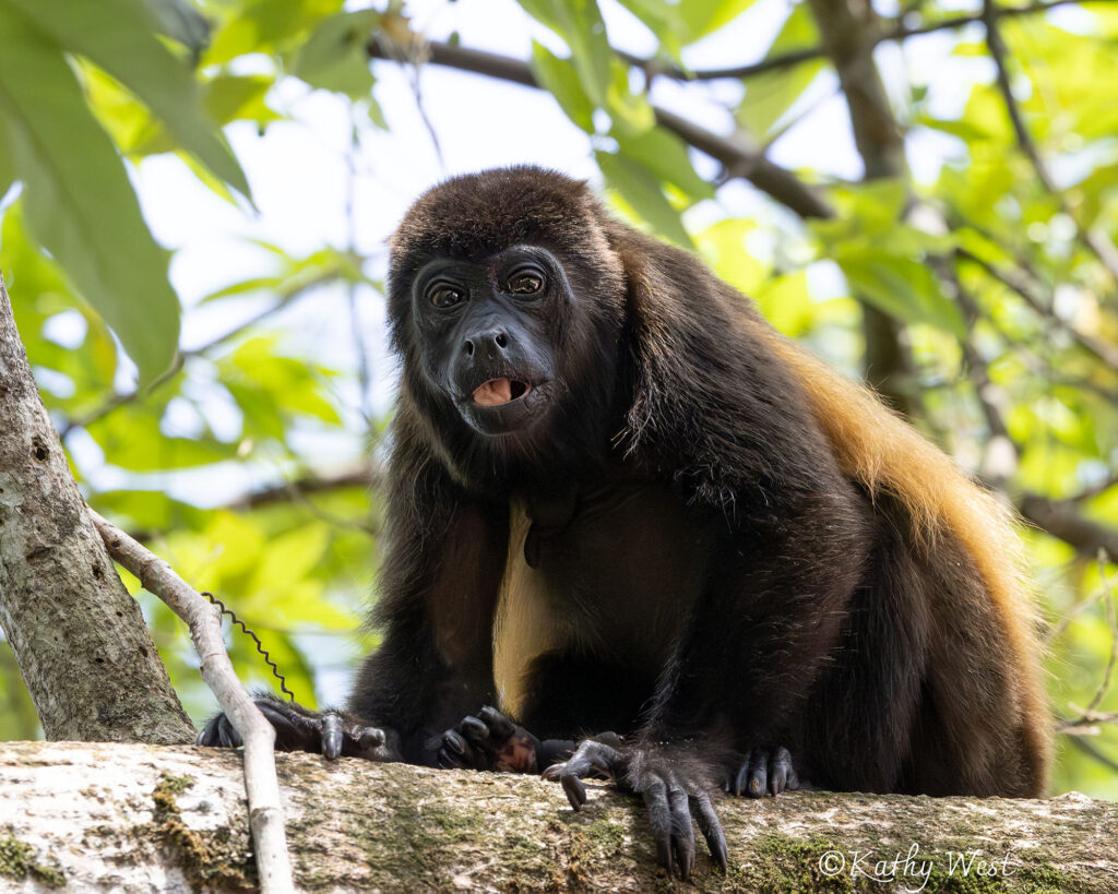 ©KathyWest_AzueroHowler_Panama_16