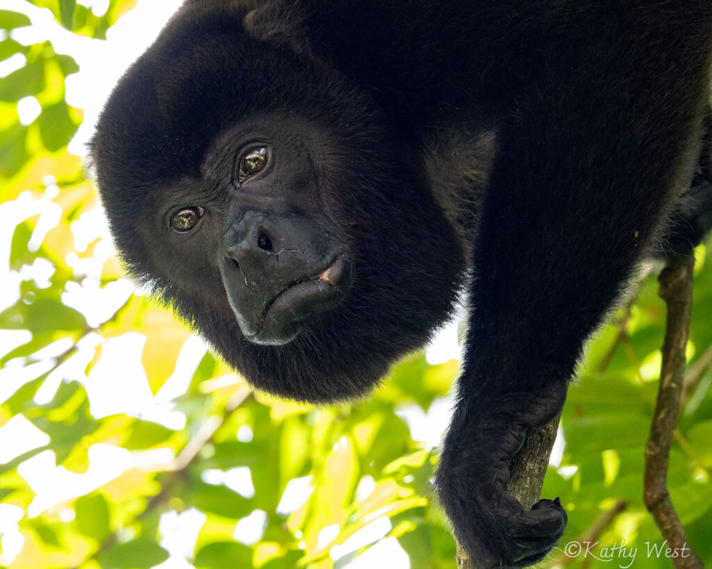 Endangered Azuero Howler monkey (Alouatta coibensis trabeata), Venao, Los Santos, Panamá