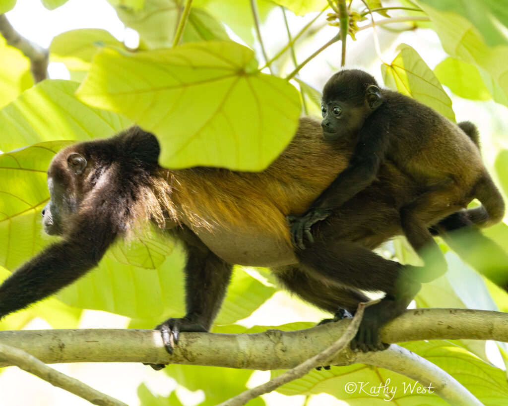 Endangered Azuero Howler monkey (Alouatta coibensis trabeata), Venao, Los Santos, Panamá