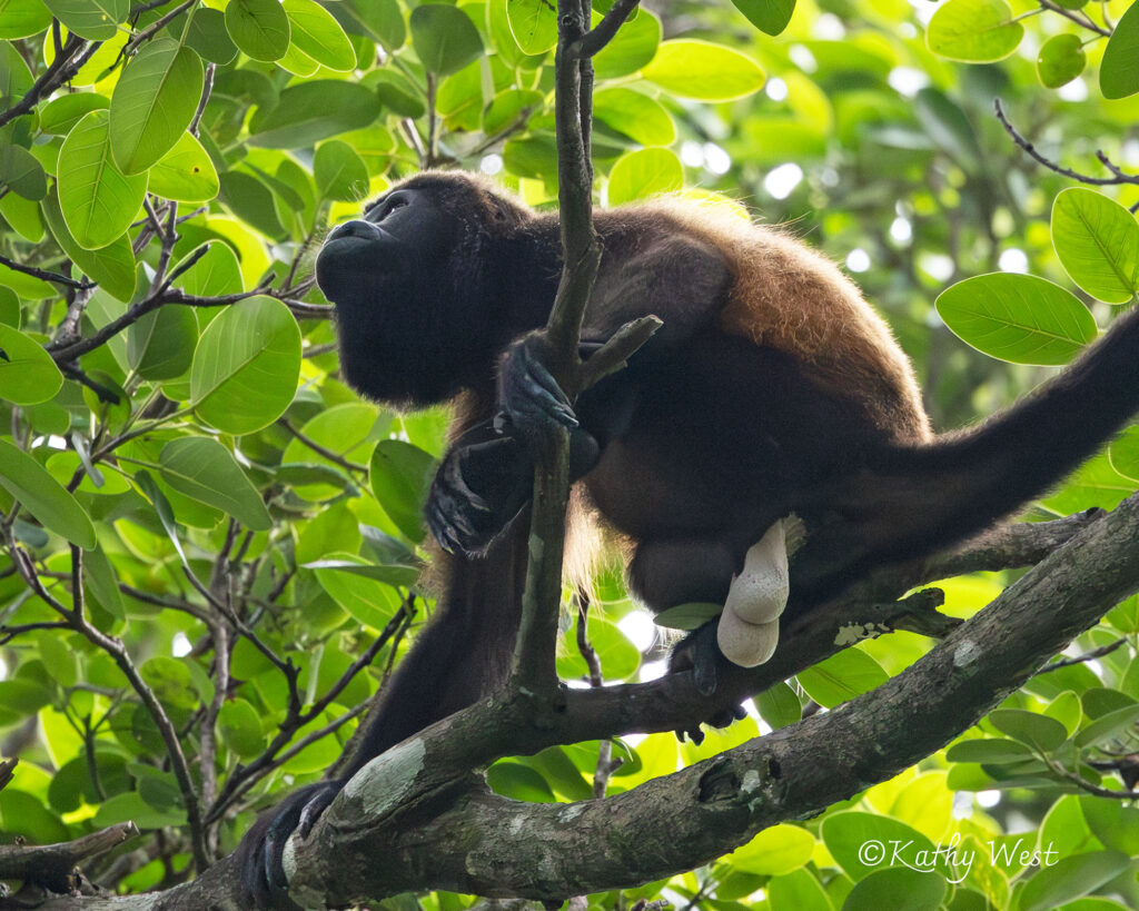Endangered Azuero Howler monkey (Alouatta coibensis trabeata), Venao, Los Santos, Panamá