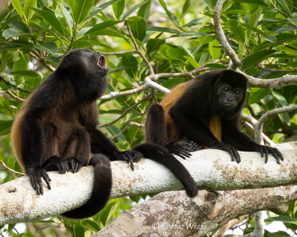 Endangered Azuero Howler monkey (Alouatta coibensis trabeata), Venao, Los Santos, Panamá
