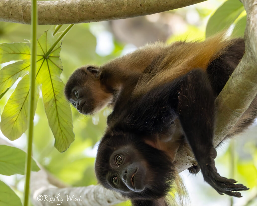 Endangered Azuero Howler monkey (Alouatta coibensis trabeata), Venao, Los Santos, Panamá