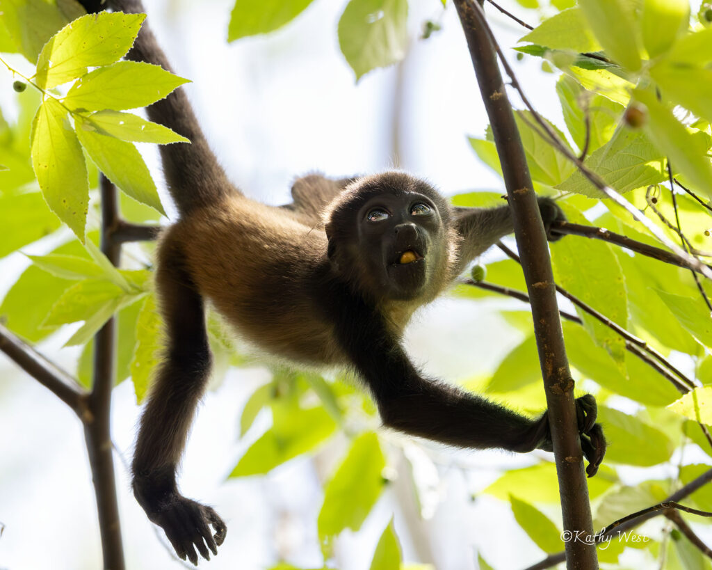 Endangered Azuero Howler monkey (Alouatta coibensis trabeata), Venao, Los Santos, Panamá