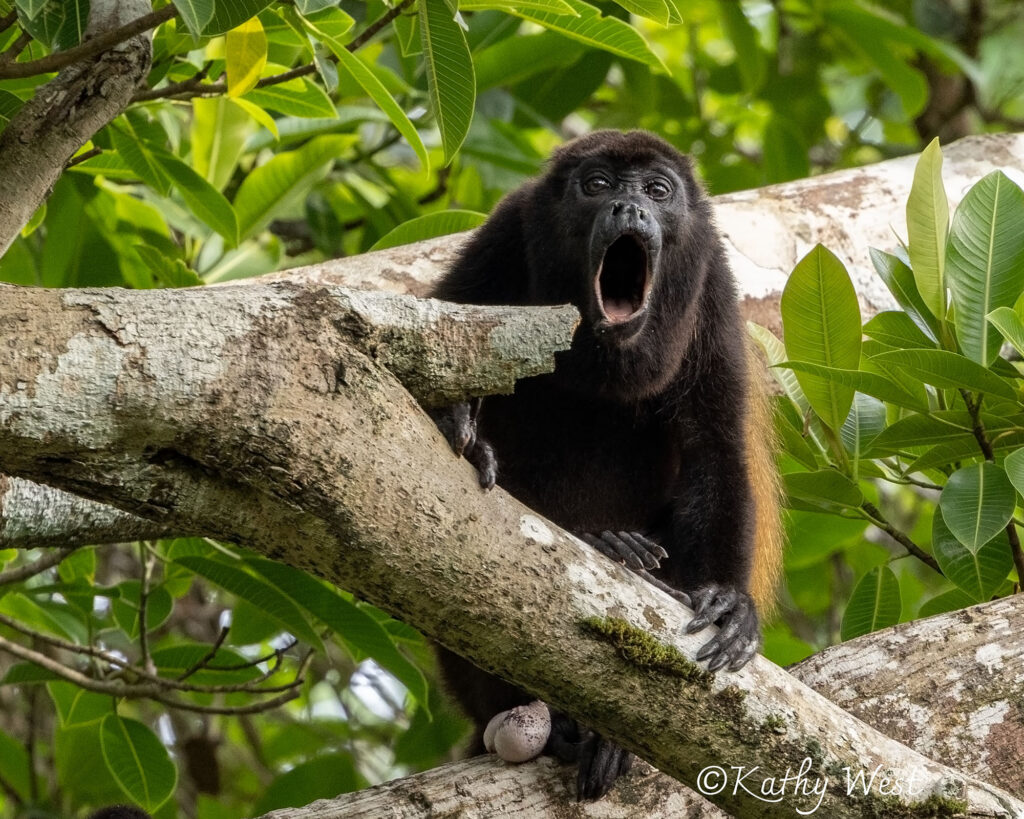 Endangered Azuero Howler monkey (Alouatta coibensis trabeata), Venao, Los Santos, Panamá