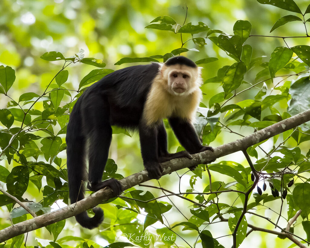 Panamanian White-faced Capuchin (Cebus imitator), CerroHoya, Panama