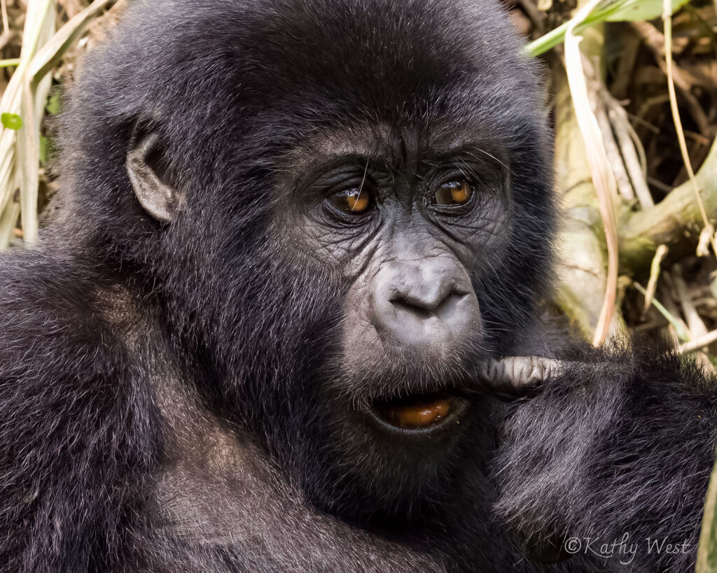 'Kituta', Mountain gorilla (Gorilla beringei beringei) Muyambi family, Bwindi Impenetrable NP