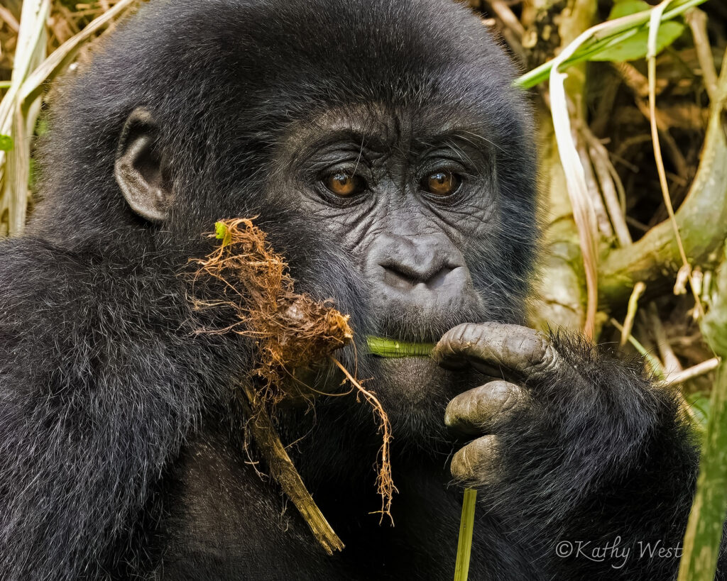 'Kituta', Mountain gorilla (Gorilla beringei beringei) Muyambi family, Bwindi Impenetrable NP
