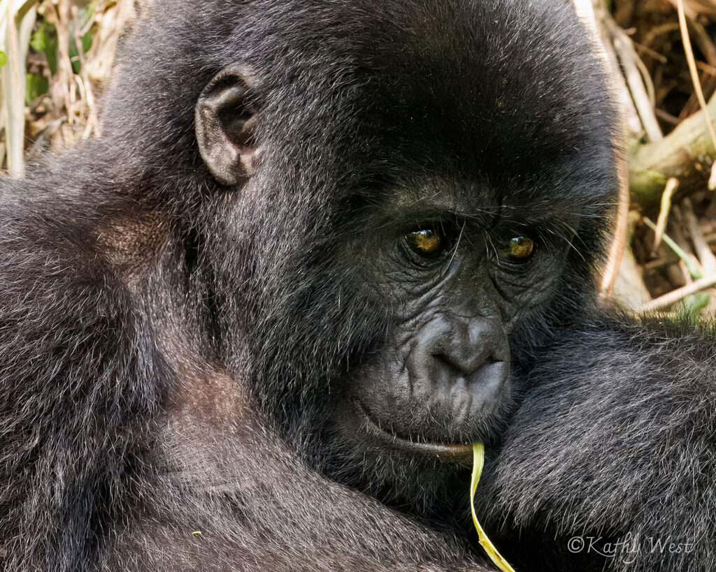 'Kituta', Mountain gorilla (Gorilla beringei beringei) Muyambi family, Bwindi Impenetrable NP