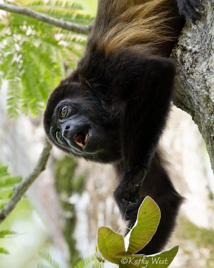 Endangered Azuero Howler monkey (Alouatta coibensis trabeata), Venao, Los Santos, Panamá