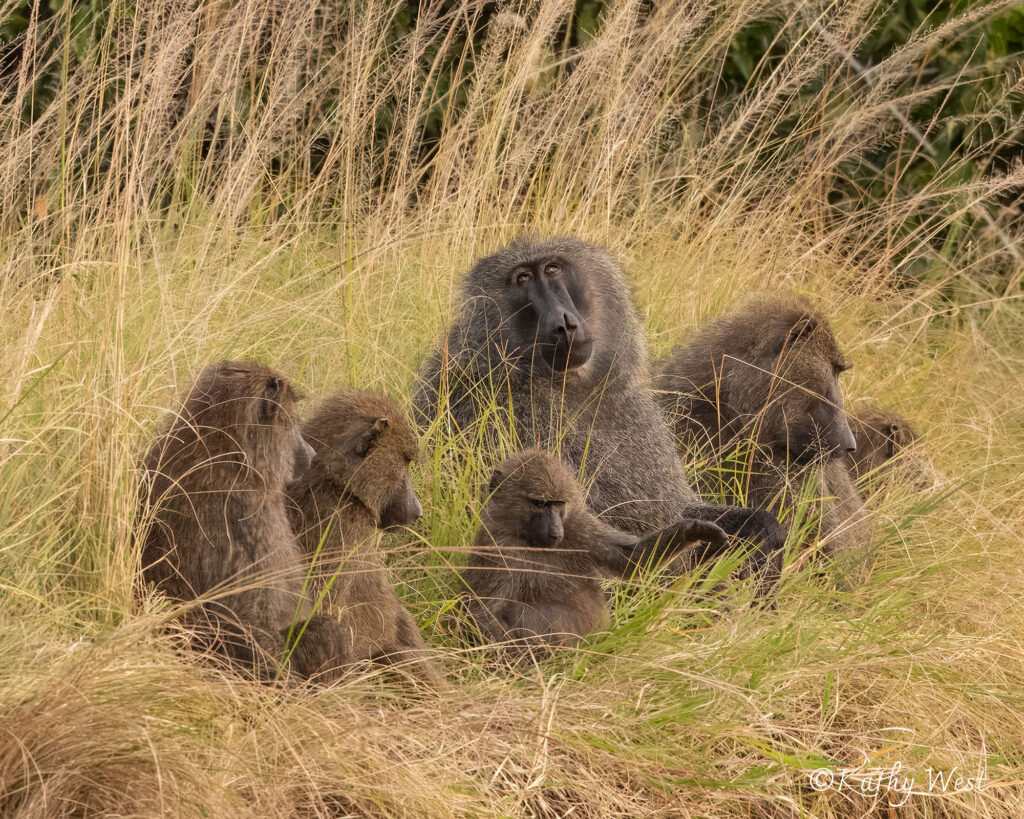 Olive baboons, Maasai Mara, Kenya