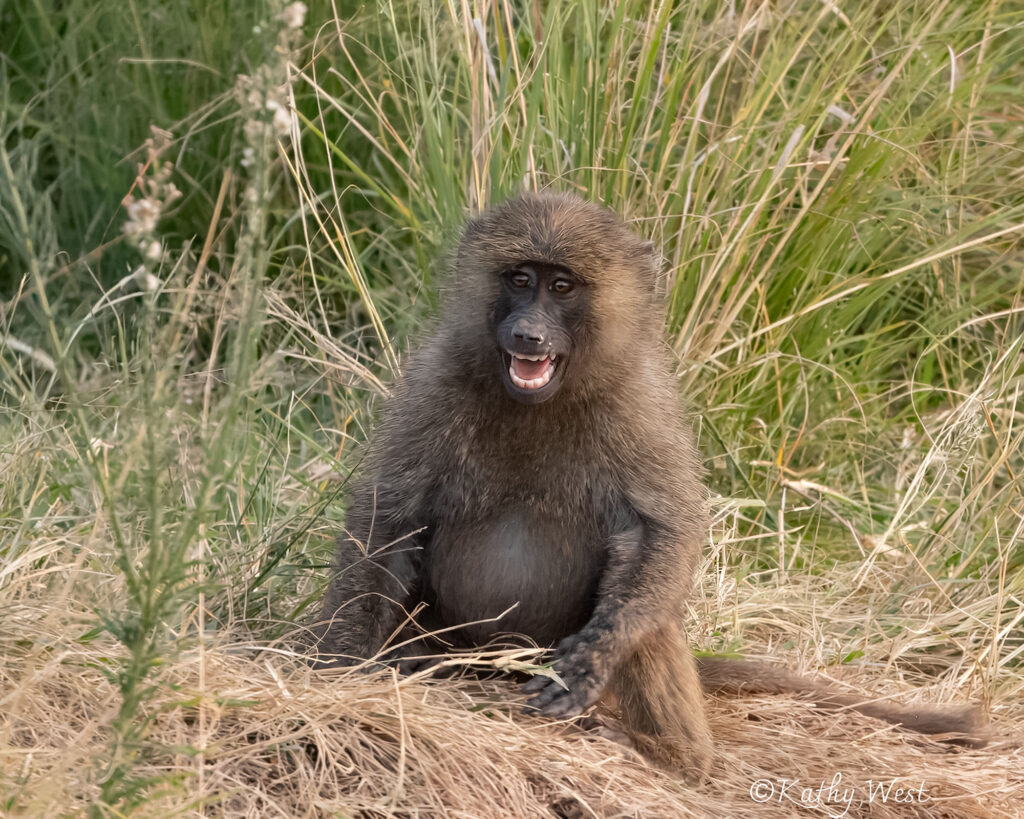 Olive baboon juvenile, Maasai Mara, Kenya