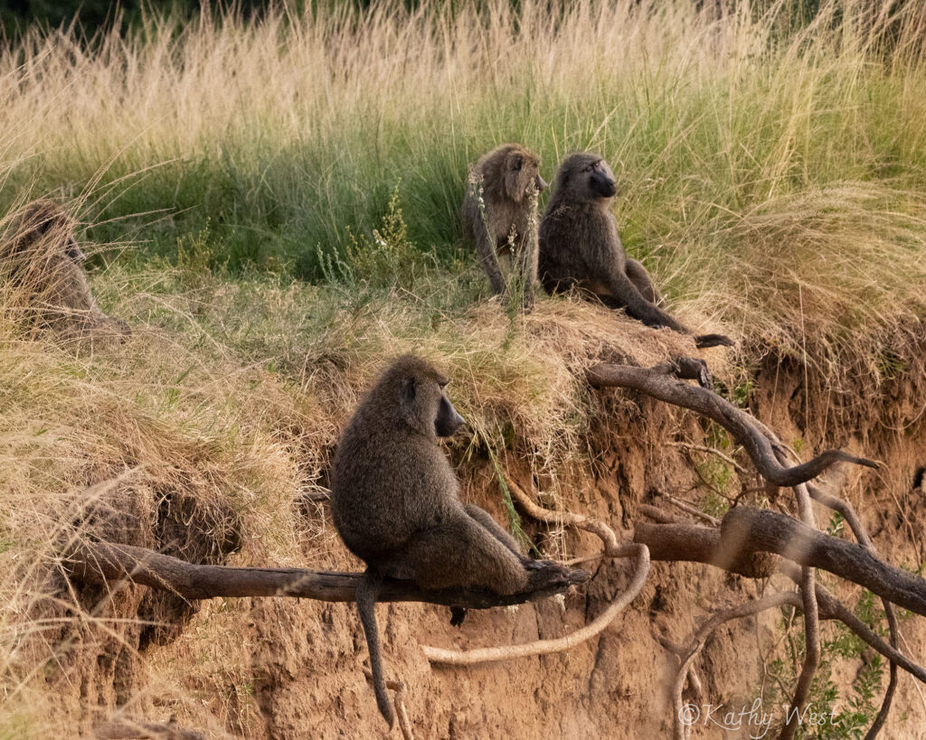 Olive baboons, Maasai Mara, Kenya