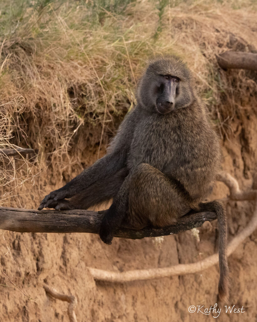 Olive baboon, Maasai Mara, Kenya