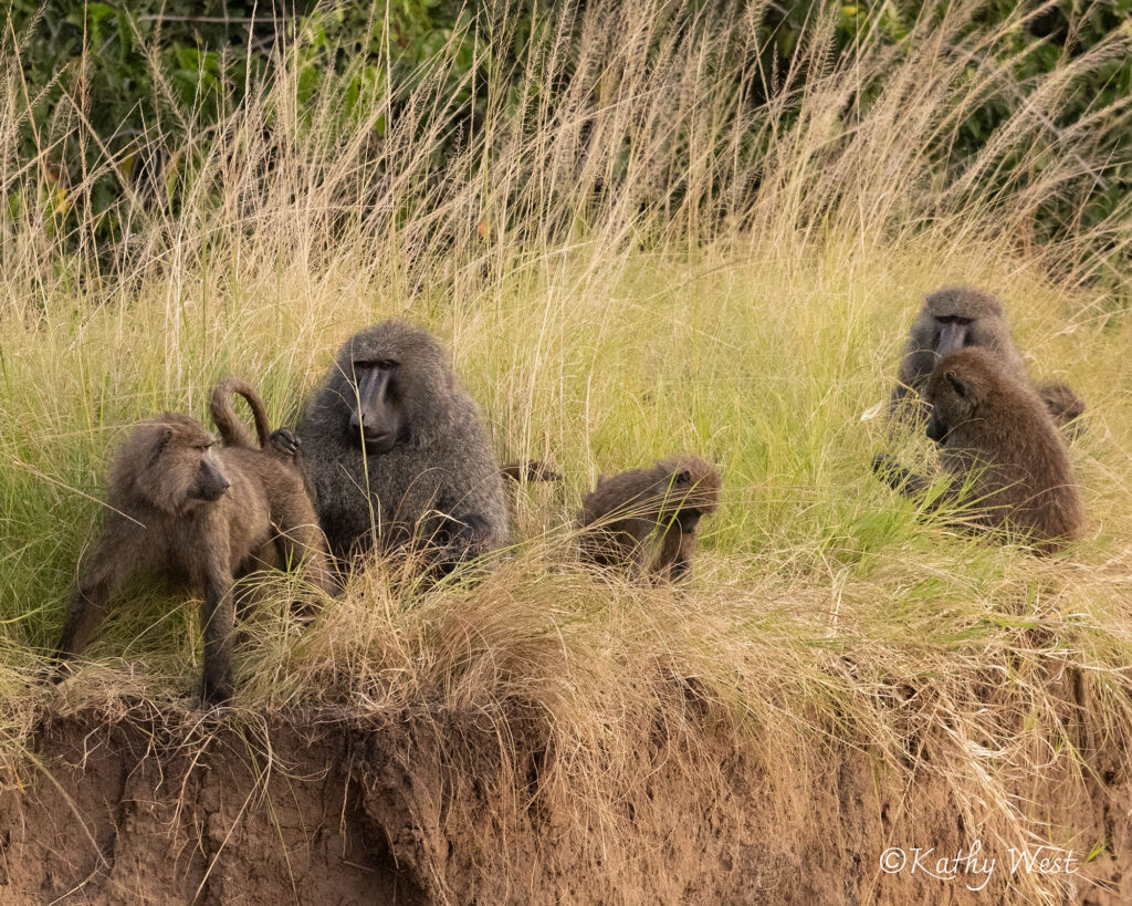 Olive baboons, Maasai Mara, Kenya